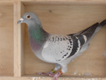 Voted Champion Pigoein on the forum bred and raced by Cougar82 aka Troy and Rebecca..!!
